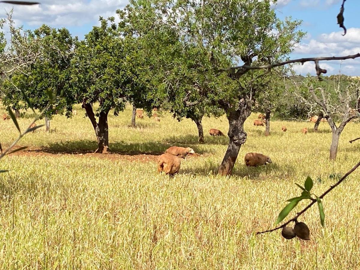 Sa Canova Vakantieboerderij Campos (Mallorca)