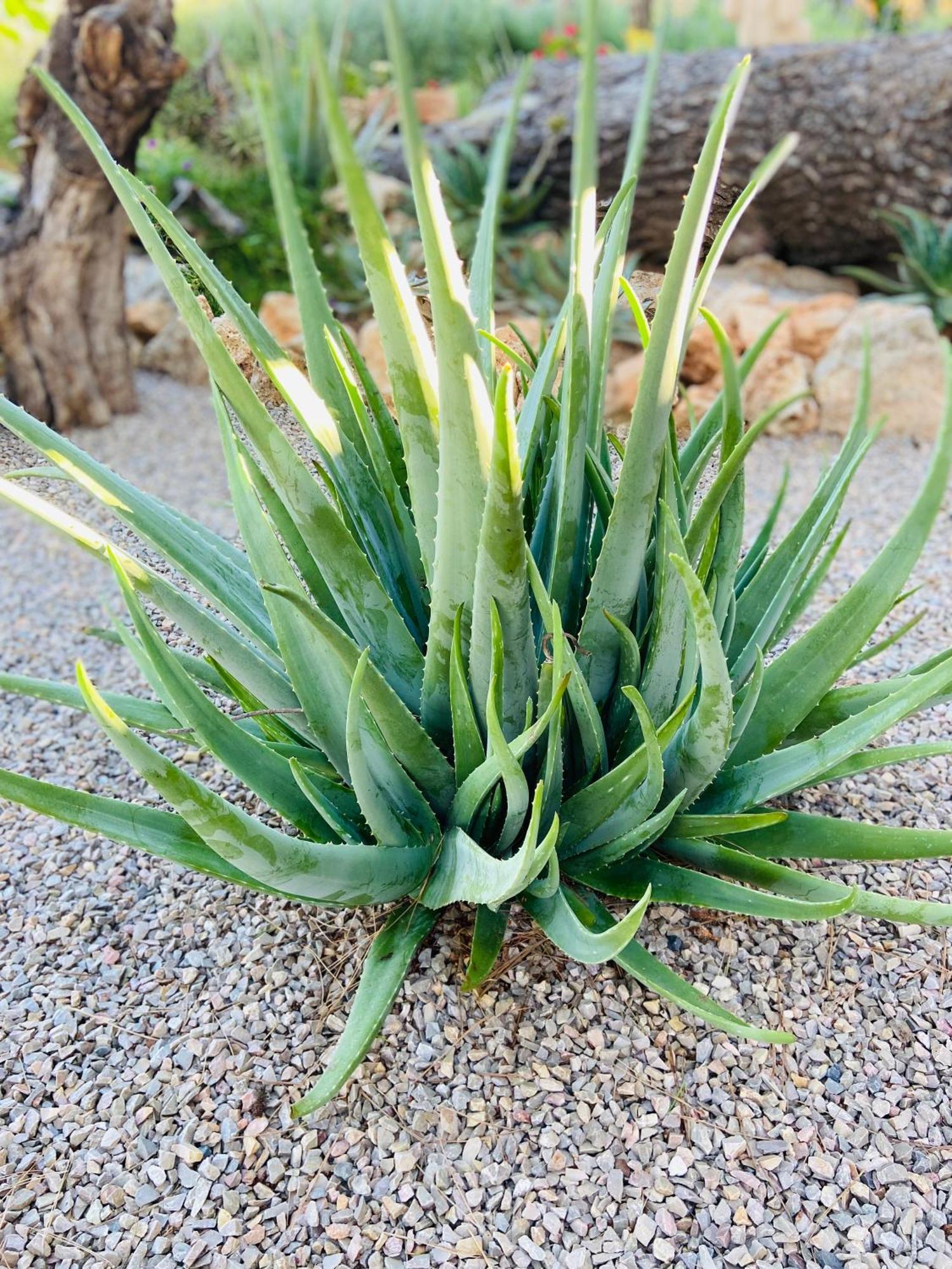 Sa Canova Bauernhof